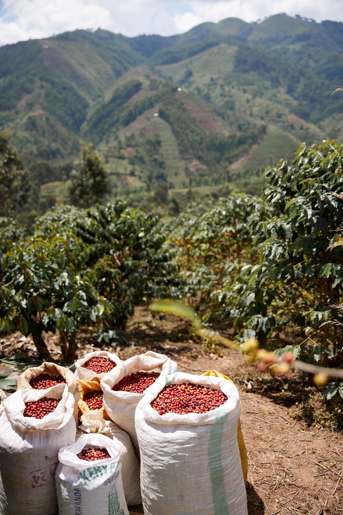 Fruta de Ouro - Rwanda Microlot ๐ท๐ผ